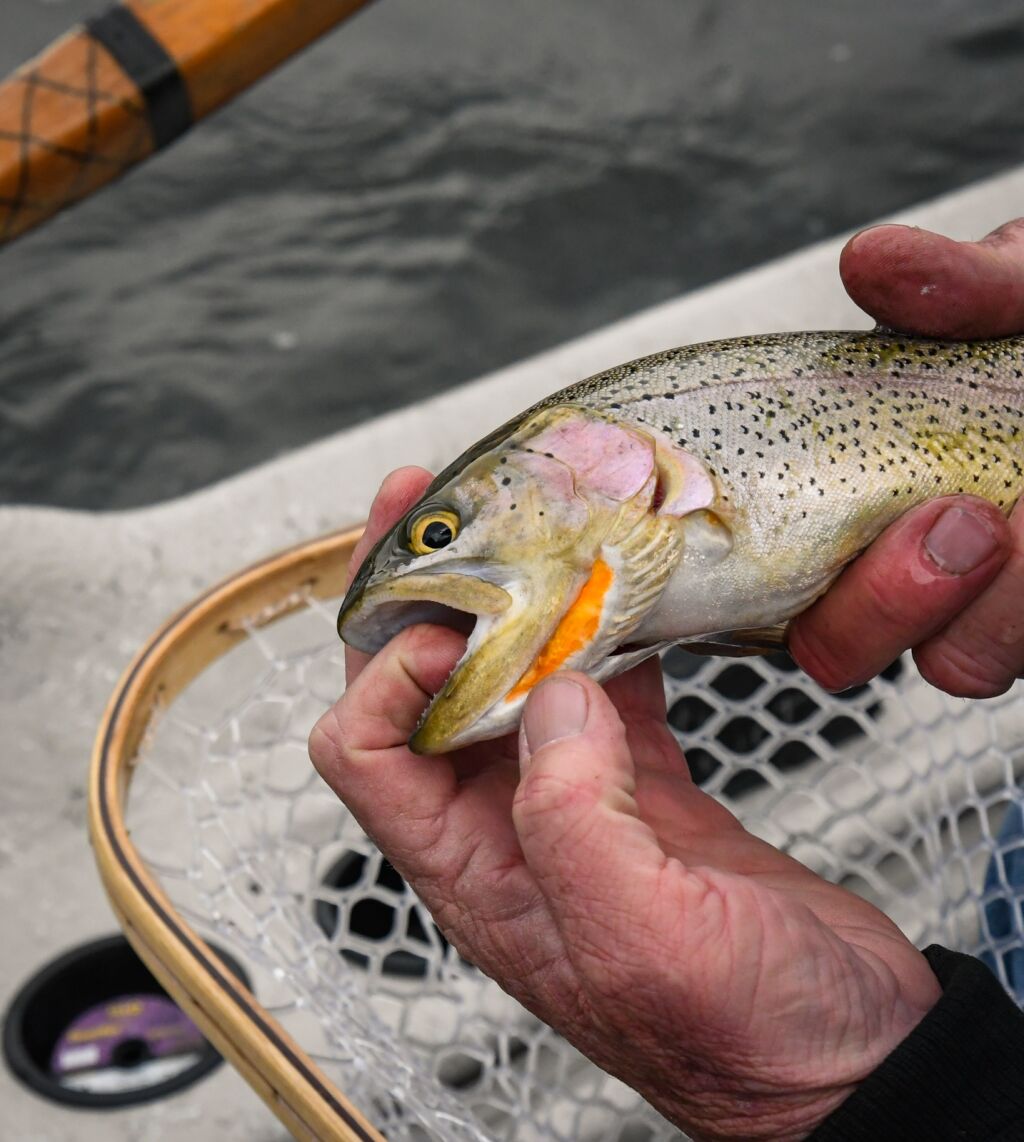 2022-23 Colorado fishing licenses now available - Xpert Fly Fisher