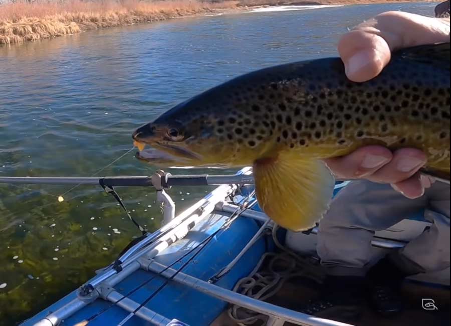 Video: How to Tie Two Effective Egg Patterns - Xpert Fly Fisher
