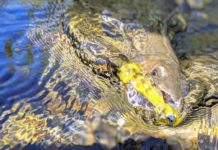 The West’s far-swimming char | Hatch Magazine