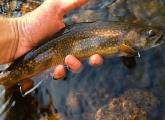 Duluth’s urban trout streams hanging on, but need help