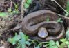 Ayers on outdoors: Watch where you step with snakes out in summer – Sports – The Dispatch
