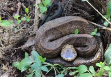 Ayers on outdoors: Watch where you step with snakes out in summer – Sports – The Dispatch