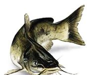 Weekly Fishing Report: July 21, 2020