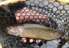 Photo Essay: Early Season Brook Trout in Maine’s North Woods