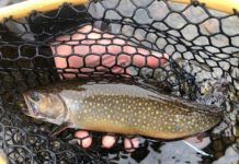 Photo Essay: Early Season Brook Trout in Maine’s North Woods