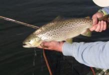 Video: A Master Class in Fly-Fishing for Trout in Lakes