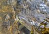 5 great small-stream fisheries for your Yellowstone road trip | Hatch Magazine