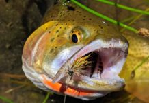Busting the myth: Light rods are only for small fish | Hatch Magazine