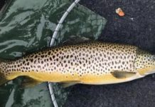 Angling Notes: A strange fishing day