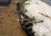 The Isonychia mayflies | The River Reporter