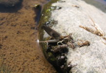 The Isonychia mayflies | The River Reporter