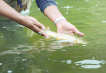 Del Norte Prospector | CPW encourages anglers to be cautious when trout fishing; concerns about warm, dry weather and low water conditions