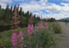 Roadside grayling in Denali Borough