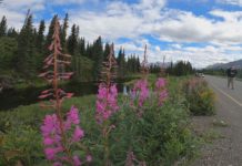 Roadside grayling in Denali Borough