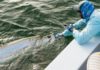 A hot time for tarpon: These tropical fish love our summer weather, but we’ve got to take precautions | Waterline