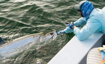 A hot time for tarpon: These tropical fish love our summer weather, but we’ve got to take precautions | Waterline