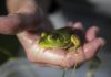 One woman’s nightly war on bullfrogs | Regional