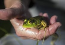 One woman’s nightly war on bullfrogs | Regional
