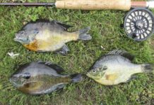 SPILGER: Dry flies still get a rise | Local Sports