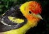 Jim Kershner: Close encounters with a western tanager
