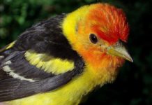 Jim Kershner: Close encounters with a western tanager