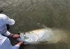 Outdoors column:Tips from one of the Lowcountry’s top tarpon guides | Tideline Magazine