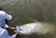 Outdoors column:Tips from one of the Lowcountry’s top tarpon guides | Tideline Magazine