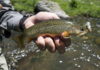 Classic Pro Tip: 15 Steps to Fishing a Mountain Trout Stream