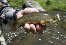 Classic Pro Tip: 15 Steps to Fishing a Mountain Trout Stream