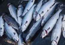 Imperial Dam improvements change landscape for salmon, anglers