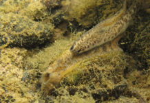 Like clean water? Then protect the mussels