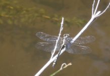 Pro Tip: Know the Difference Between Dragons and Damsels