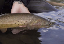 Classic Video: Fly-Fishing the Gallatin Gateway