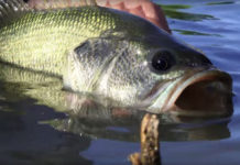 Video: “Airstreamer” by Todd Moen