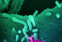 Governor praises Montana businesses for stepping up in producing PPE to respond to COVID-19 pandemic