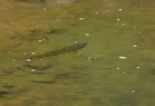 Master Class Monday: How to Find Trout In Eddies