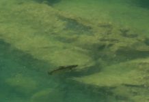 Master Class Monday: How to Fish Featureless Water