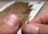 Video: How to Measure Hackles