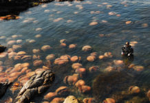 Paying Attention to Nature—Urgently – Yes! Magazine