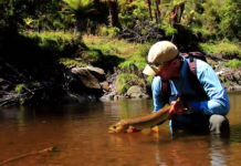 Video Tuesday Tip: Dealing with Low-Water Brown Trout