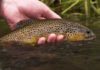 Video: Small Stream Colorado, by Todd Moen