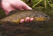 Video: Small Stream Colorado, by Todd Moen