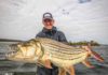 Tigerfish 101: Chasing one of nature’s fiercest predators on the fly | Hatch Magazine
