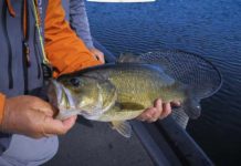 Video: How to Catch Bass on a Fly, with Tom Rosenbauer