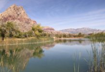 Endangered Nevada fish’s newest threat is people dumping aquarium pets into waterways | Carson City Nevada News