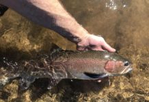 CaughtOvgard: Get over the rainbow | SWX Right Now