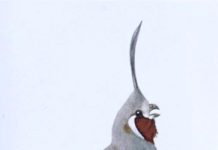 Status and conservation of Oregon’s mountain quail | Outside