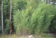 Bamboo in Florida – News – The Star, Port St. Joe