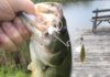 Tying one on: Spinnerbait fishing – Sports – The Wellsville Daily Reporter