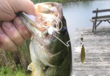 Tying one on: Spinnerbait fishing – Sports – The Wellsville Daily Reporter
